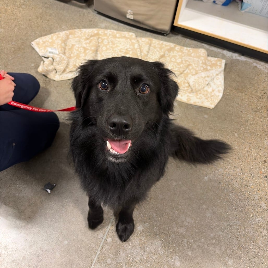 Photo of Milo (real name) was Lord Barkquad RAC 26R10226, adoptable Retriever, Flat-Coated / Shepherd, Australian in Hayden, Idaho