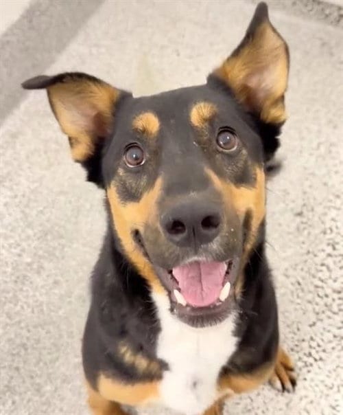 Photo of Theador, adoptable German Shepherd Dog in Houston, Texas
