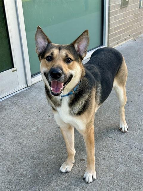 Photo of Baxter, adoptable German Shepherd Dog in Dallas, Texas