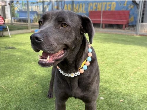 Photo of Hilda, adoptable Labrador Retriever in Van Nuys, California