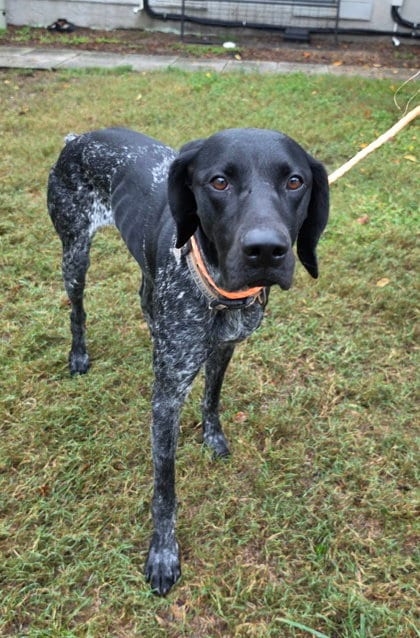 Photo of Shadow, adoptable German Shorthaired Pointer in Inverness, Florida