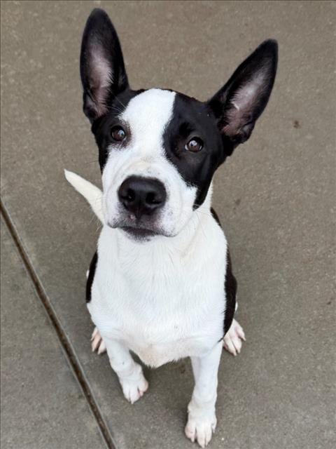 Photo of Ivan, adoptable Staffordshire Bull Terrier in Tulsa, Oklahoma