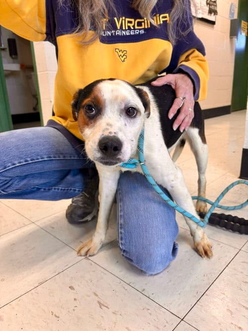 Photo of Dale, adoptable Terrier in Lewisburg, West Virginia