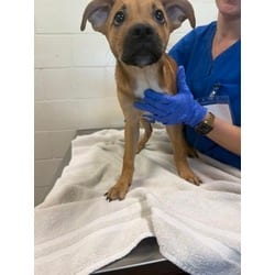 Photo of 61822873, adoptable Mixed Breed (Medium) in Baton Rouge, Louisiana