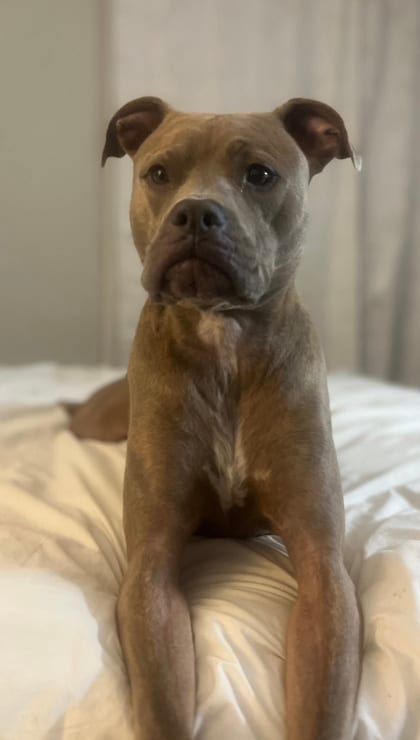 Photo of Skipper, adoptable dog in Chamblee, Georgia