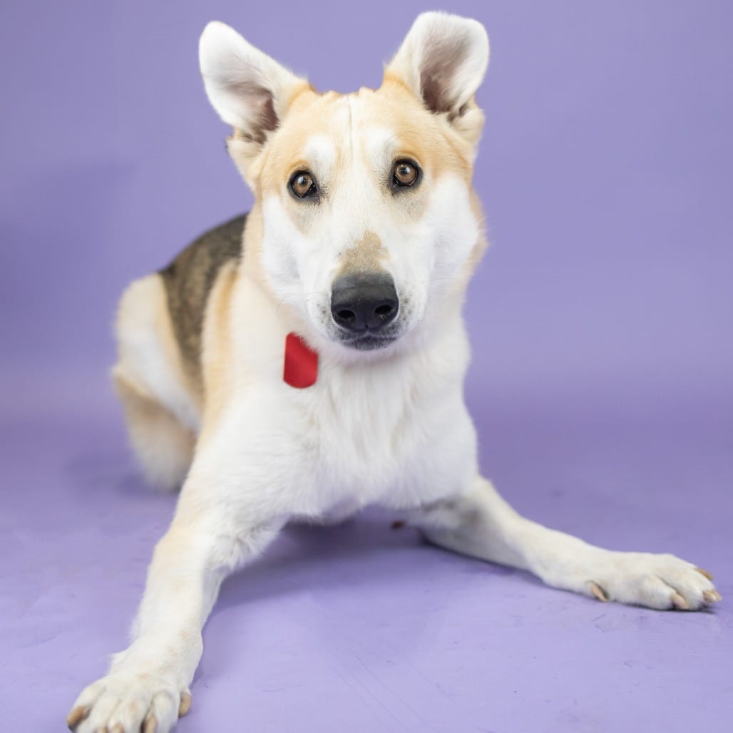 Photo of Alberta, adoptable Shepherd in Portland, Oregon
