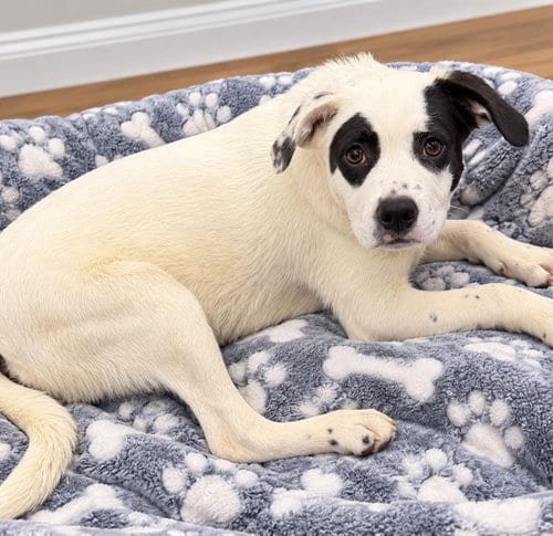 Photo of Stellie, adoptable Great Pyrenees in Mobile, Alabama