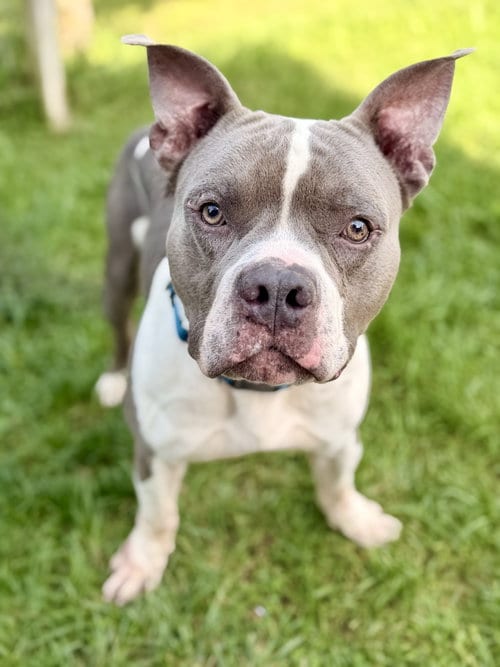 Photo of Blue, adoptable American Bulldog in Manahawkin, New Jersey