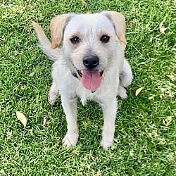 Photo of Ringo, adoptable Terrier (Unknown Type, Medium) in Santa Clarita, California