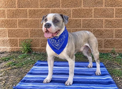 Photo of Zucchini, adoptable Pit Bull Terrier in Orange, California