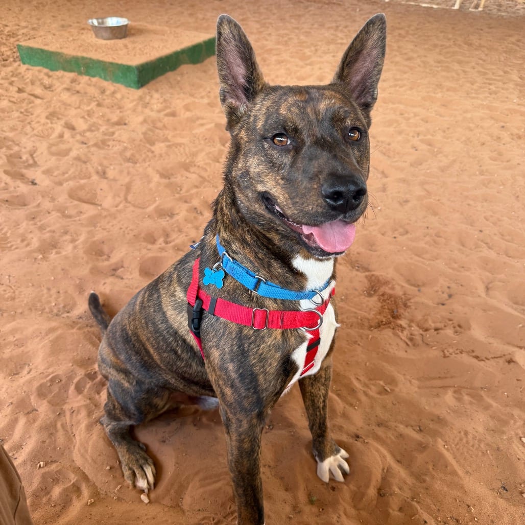 Photo of Yogi, adoptable Mountain Cur / Shepherd in Kanab, Utah