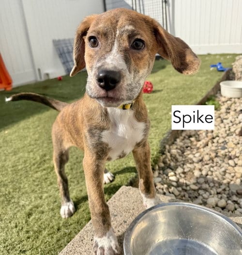 Photo of Spike, adoptable Hound in Gilberts, Illinois