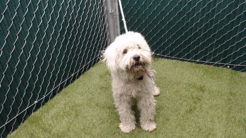 Photo of Buddy, adoptable Poodle (Miniature) in Downey, California