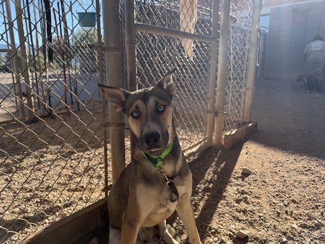 Photo of Lucky, adoptable dog