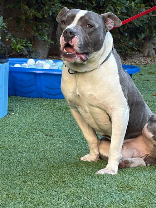 Photo of Zeus, adoptable American Pit Bull Terrier in Berkeley, California