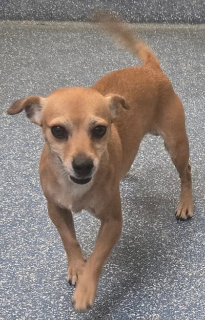 Photo of Ocean, adoptable Chihuahua, Short Coat/Mix in Bakersfield, California
