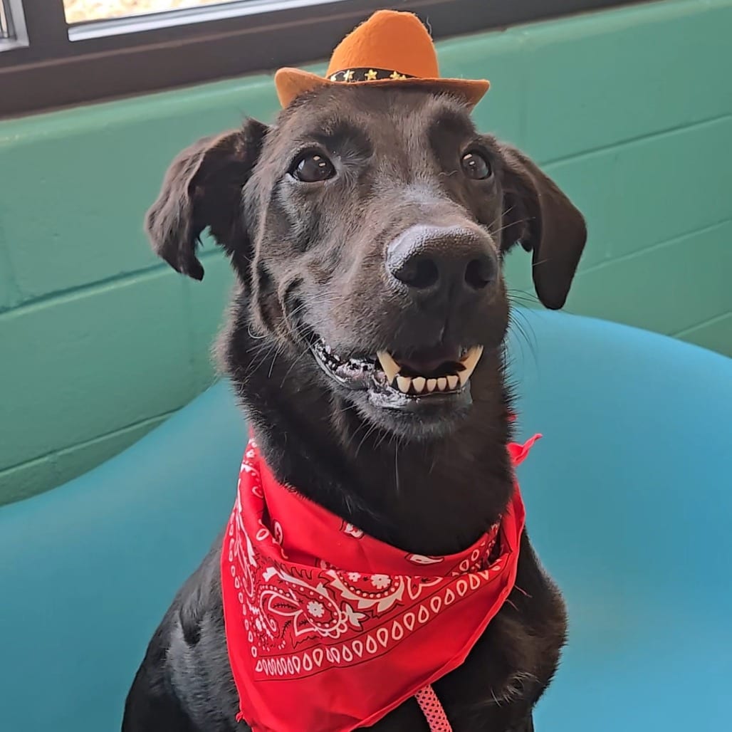 Photo of Asher, adoptable Shepherd, German / Mix in Spartanburg, South Carolina