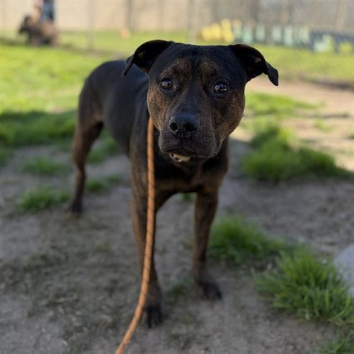 Photo of Vlad, adoptable Pit Bull Terrier in Modesto, California