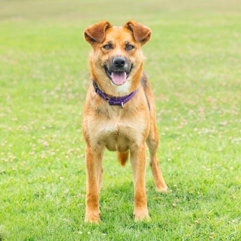 Photo of Jada, adoptable German Shepherd Dog in Camarillo, California