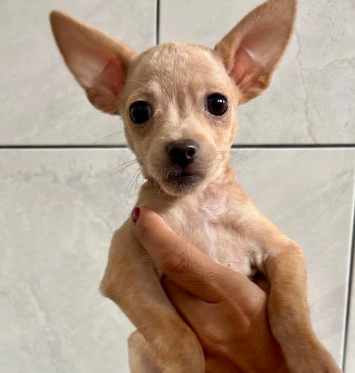 Photo of Leila, adoptable Chihuahua in San Diego, California
