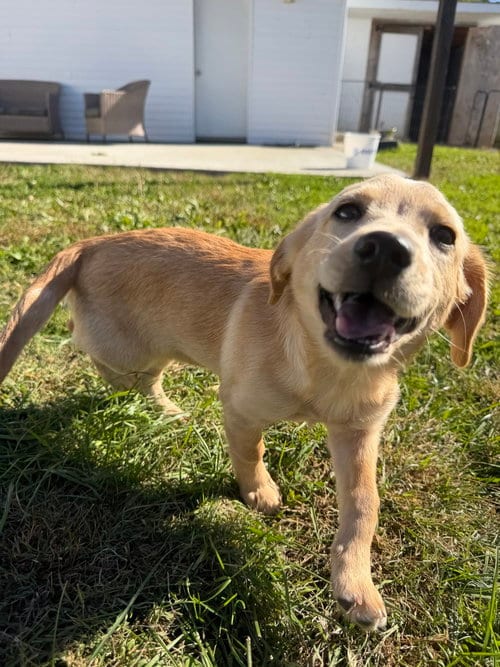 Photo of Hawaii : Hanalei, adoptable Labrador Retriever in Aurora, Indiana