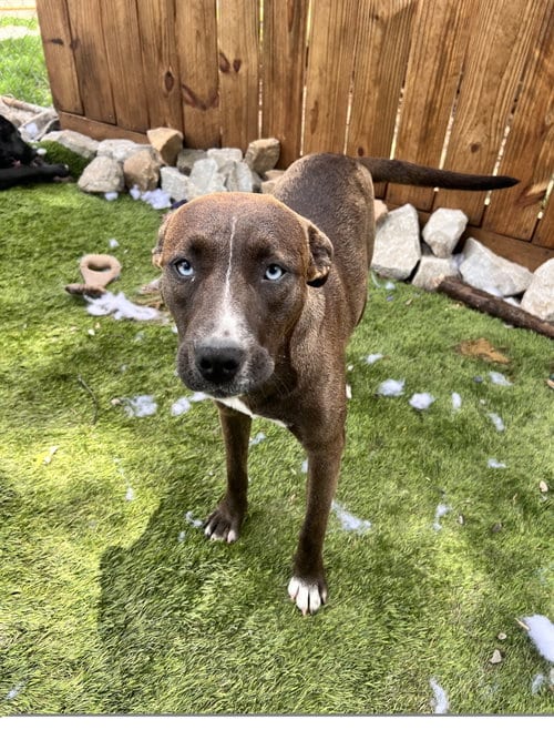 Photo of Trouble, adoptable American Staffordshire Terrier in Tracy City, Tennessee