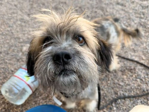 Photo of Shadow, adoptable Cairn Terrier in Mesa, Arizona