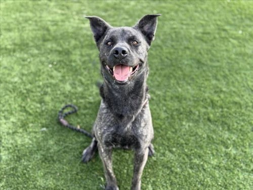 Photo of Blue, adoptable Staffordshire Bull Terrier in Los Angeles, California