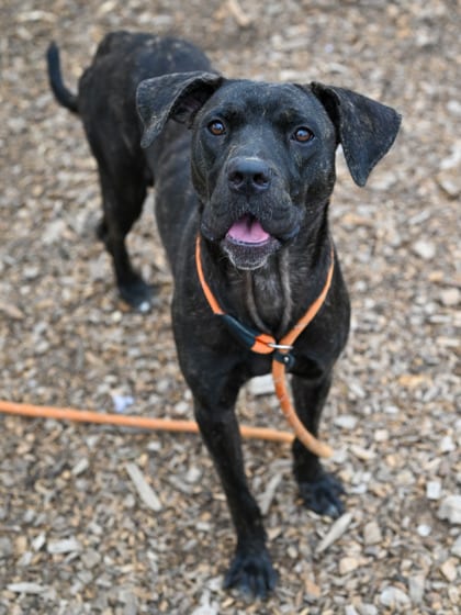 Photo of Keemah, adoptable dog in Chamblee, Georgia