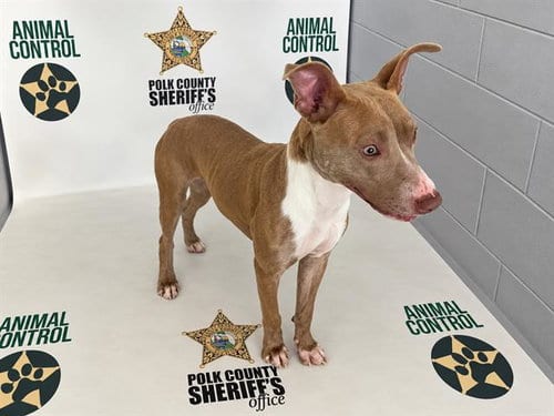 Photo of Jeneva, adoptable Bulldog in Winter Haven, Florida
