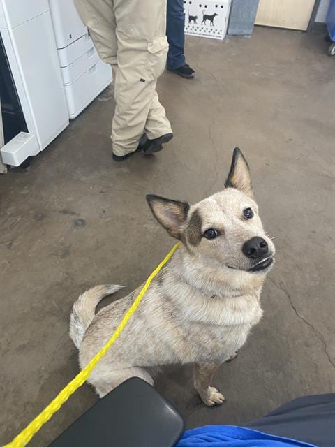Photo of Boba, adoptable Mixed Breed