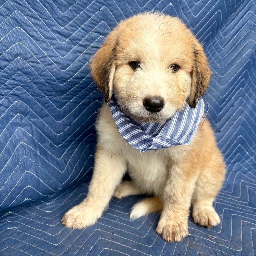 Photo of Juniper, adoptable Mixed Breed (Medium) in Oklahoma-based; Northeast placements, Oklahoma
