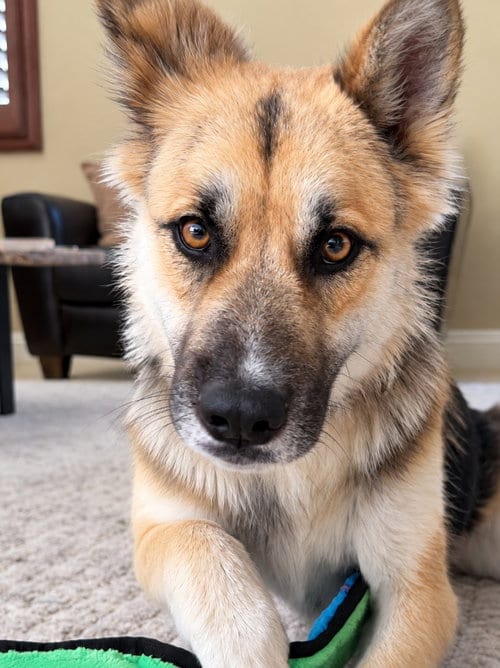 Photo of Atzi, adoptable Shepherd in Lake Forest, California