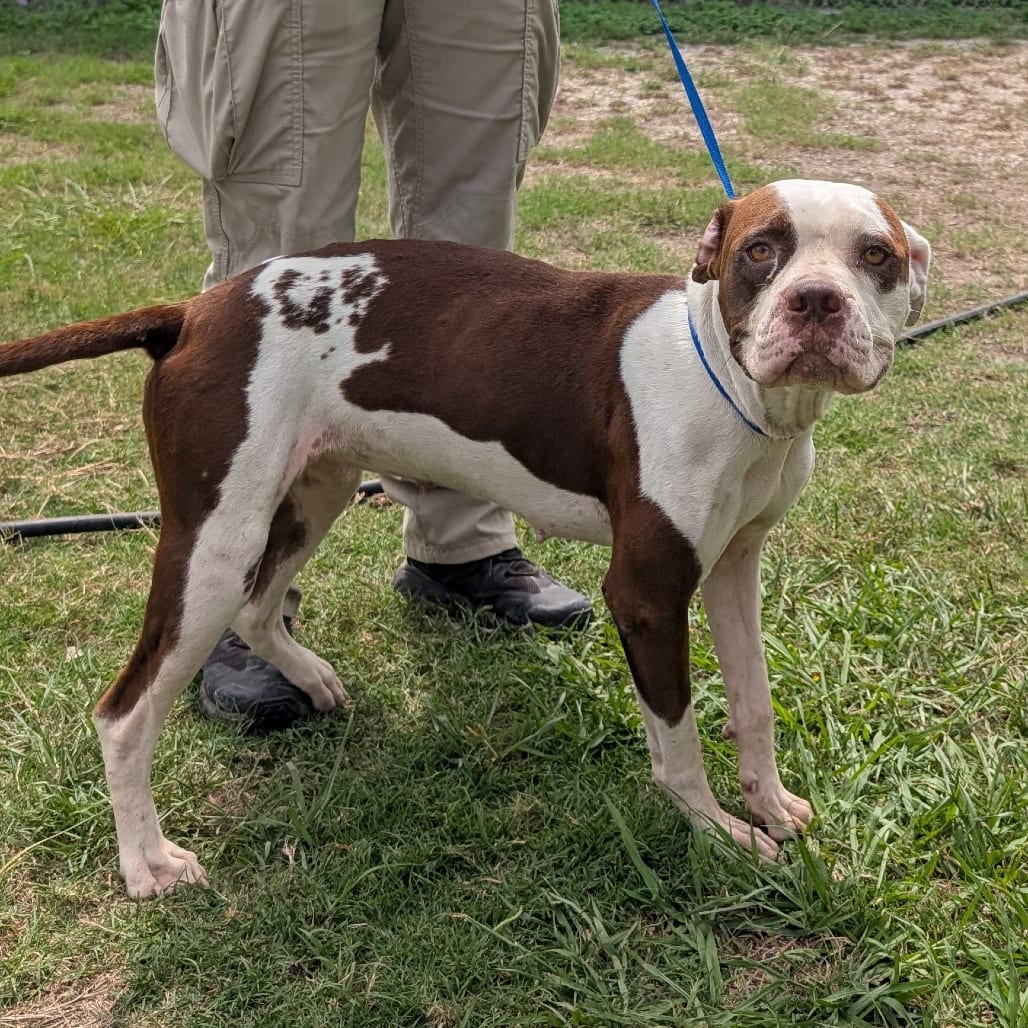 Photo of Kiki, adoptable Boxer / Mix in Wadena, Minnesota