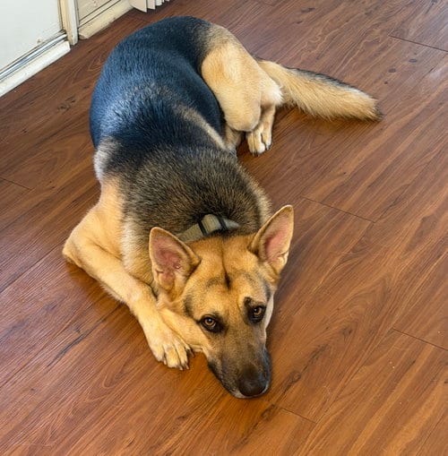 Photo of Titus, adoptable German Shepherd Dog in Rocky Point, North Carolina