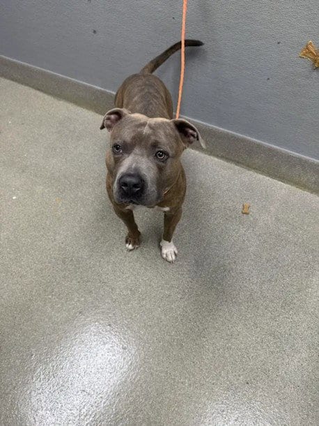Photo of Gus Gus, adoptable Pit Bull Terrier in Las Vegas, Nevada