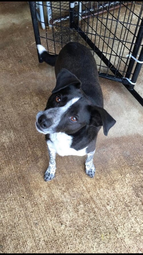 Photo of Rowdy, adoptable Australian Cattle Dog/Blue Heeler in Poplar Bluff, Missouri