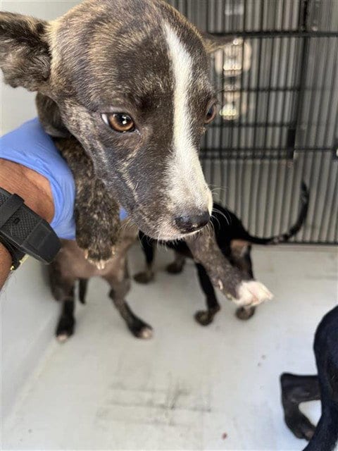 Photo of A662259, adoptable Pit Bull Terrier in Houston, Texas