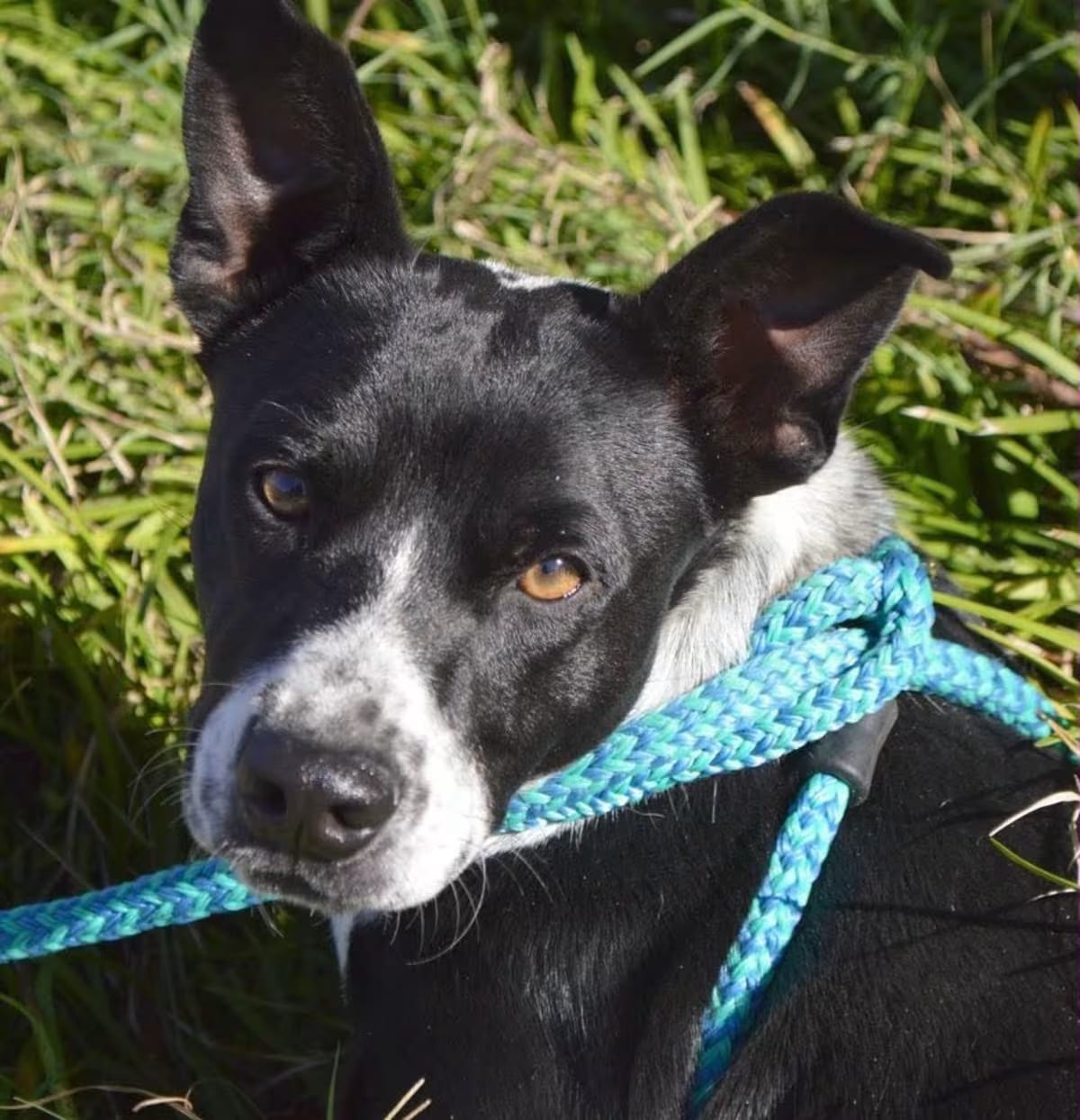 Photo of Amos, adoptable Boston Terrier/Mixed Breed (Small) in CRANSTON, Rhode Island