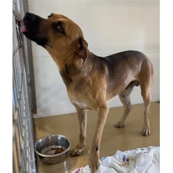 Photo of Zennin, adoptable American Pit Bull Terrier in San Bernardino, California