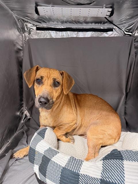 Photo of Jake, adoptable Dachshund in Grovetown, Georgia