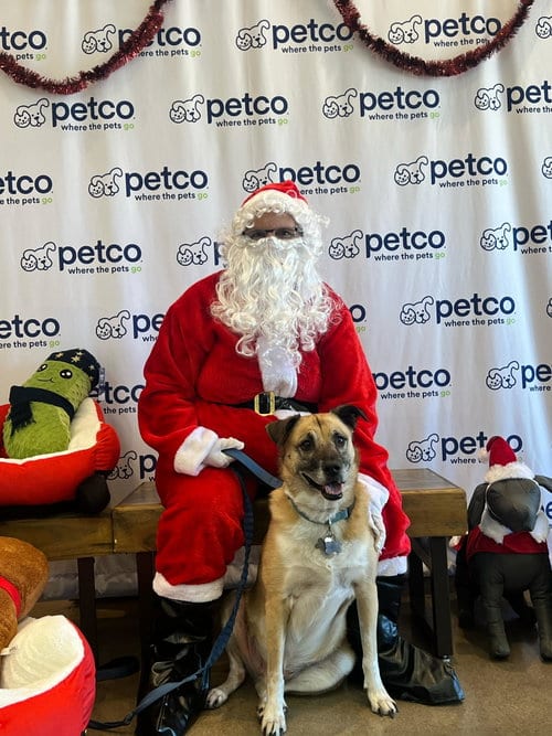 Photo of Milo#8, adoptable Anatolian Shepherd in Chandler, Arizona
