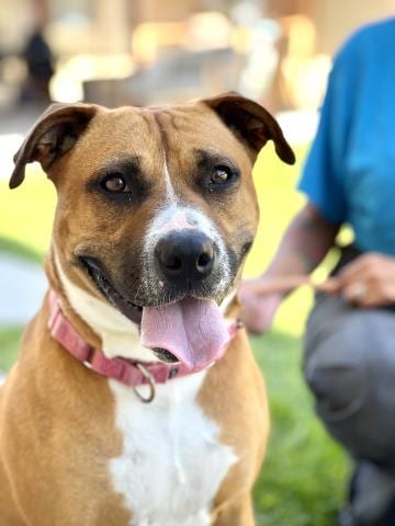 Photo of Alani, adoptable Pit Bull Terrier in Camarillo, California