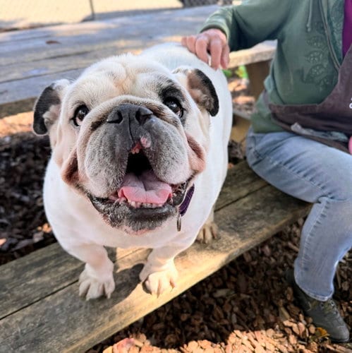 Photo of Dunkin, adoptable Bulldog in Oakland, California