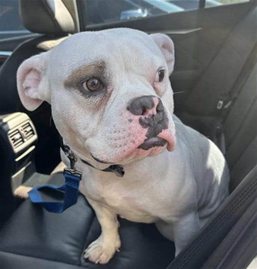 Photo of Dewy, adoptable Pit Bull Terrier in Dallas, Texas
