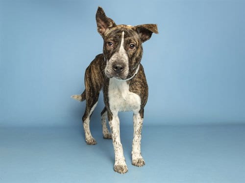 Photo of Dani, adoptable American Pit Bull Terrier in Phoenix, Arizona