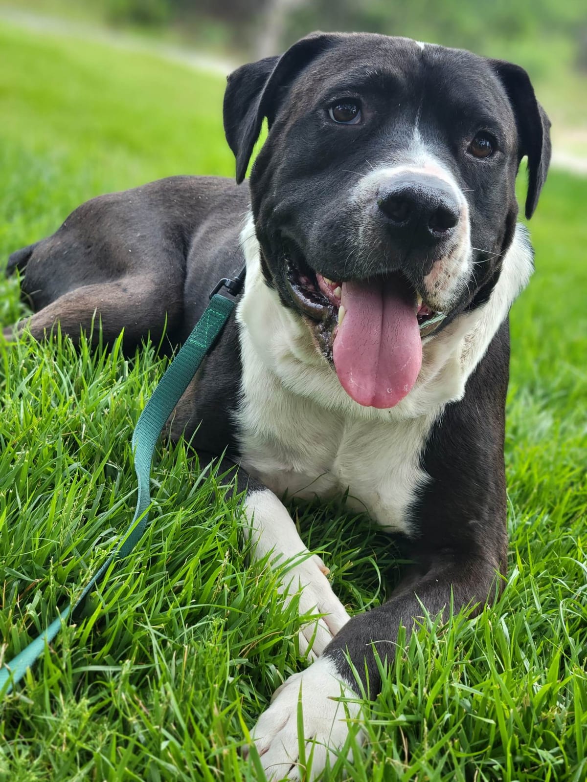 Photo of Hank, adoptable American Staffordshire Terrier in Kempner, Texas