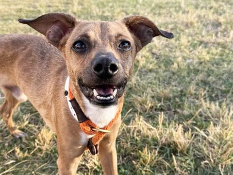 Photo of Capone, adoptable Chihuahua in Phoenix, Arizona