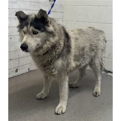 Photo of Sadie, adoptable Husky in San Bernardino, California