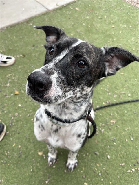 Photo of Confetti, adoptable Pointer in Phoenix, Arizona